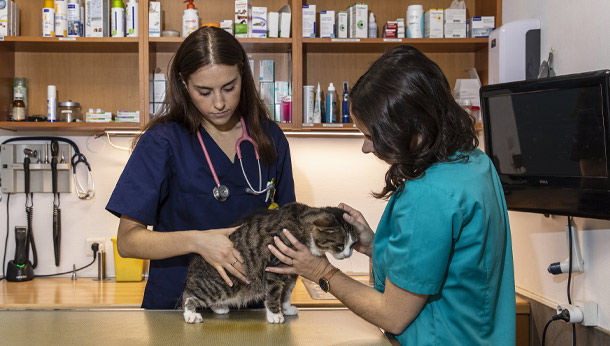 Chat en consultation